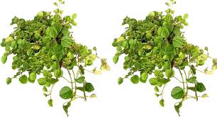 Image result for Plectranthus verticillatus