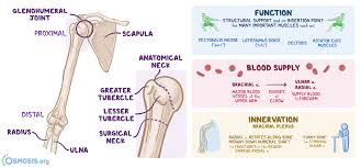 The shoulder joint itself known as the glenohumeral joint, (is a. Humerus What Is It Location Function Most Important Facts And More Osmosis