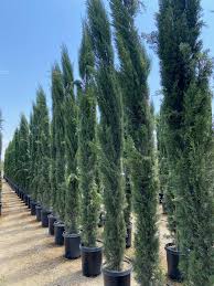 Image result for Cupressus sempervirens