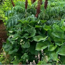 Image result for Melianthus major