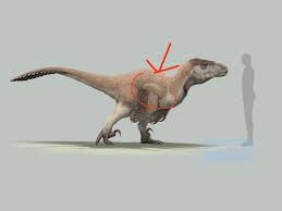 Por qué las extremidades anteriores de este Utahraptor están parcialmente  dentro de su cuerpo? ¿Qué evidencia sugiere esto? : rDinosaurs