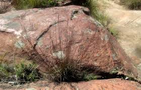 Image result for Schizachyrium sanguineum
