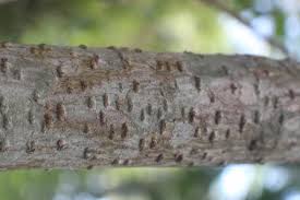 Image result for Hunteria zeylanica