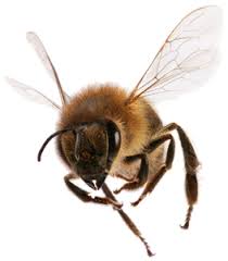 Here are a few simple things you can do in your garden to protect honey bees and other pollinators. Bee Pest Control Arizona Organic Pest Termite Control