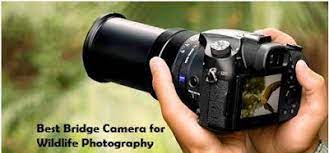 Best Bridge Camera For Wildlife Photography Best Digital Camera Travel Camera Camera Reviews Digital