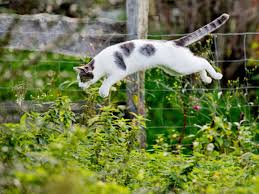 Was geschieht bei der kastration? Weissach In Baden Wurttemberg Alle Katzen Mussen Kastriert Werden Stuttgart