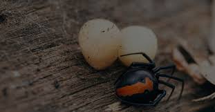 Of course, even with your best efforts, you might reduce the population but aren't going to take care of all spiders. Serious Spider Pest Control