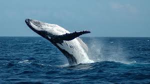 Humpback whales live in all oceans around the world. 10 Facts About Humpback Whales Auckland Whale Dolphin Safari