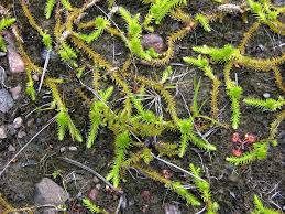 Image result for Lycopodiella caroliniana