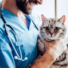 El 10 de mayo fue escogido como día del médico veterinario en colombia, dado que, en esta fecha en el año 1921 (hace 99 años), se fundó oficialmente la escuela. Historia Del Colegio Profesional De Medicos Veterinarios De Guatemala Aprende Guatemala Com