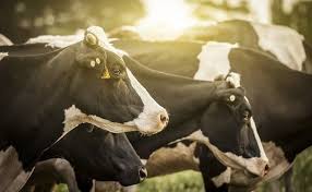 The Most Profitable Livestock To Raise Animal Treatment Free Food Dairy Free Recipes