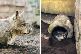 Image result for Southern hairy-nosed wombat