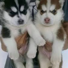 They'll grow into tireless working dogs. Best Grade Siberian Husky Puppies Available Dogs For Sale In Kattanayakan Tirunelveli Click In