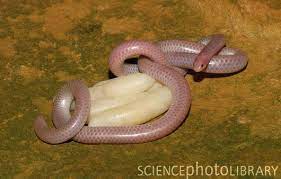 Pin On All God S Creatures