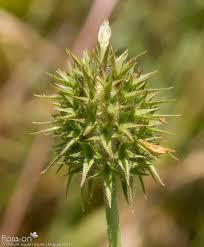 Image result for Trifolium squarrosum