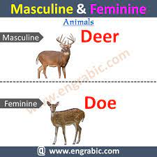 Masculine And Feminine Meaning In Urdu Masculine Feminine Masculine And Feminine List English Pronunciation Learning