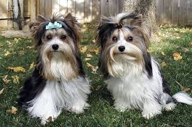 Buying any piece of landscaping equipment requires some background research. Leave It To Biewer New Toy Dog Breed To Join Many Us Shows