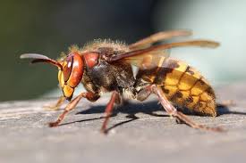 Zo krijg je ongetwijfeld ook te maken met wespen. Hoornaar Alles Over De Europese Hoornaar Wesp