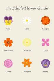Edible Flower Guide By Blog Freepeople Com Edible Flowers Edible Flowers Flower Food Edible