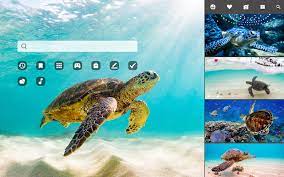 Sea turtle water ocean nature blue beach summer sky coast background travel beautiful landscape holiday waves vacation texture wave. Sea Turtle Marine Tortoise Hd Wallpapers