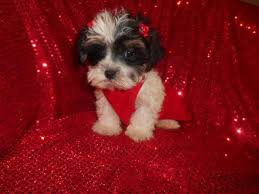 Morkies, morkie puppies, and the morkie: Teacup Morkies 4 5lbs Full Grown Vet Checked 10wks For Sale In West Bloomfield Michigan Classified Americanlisted Com