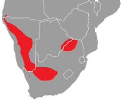 Image result for Phaeoptilum spinosum