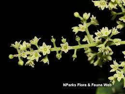 Image result for Embelia libeniana