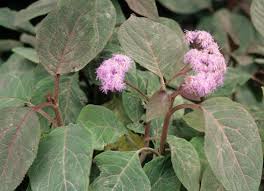 Image result for Bartlettina