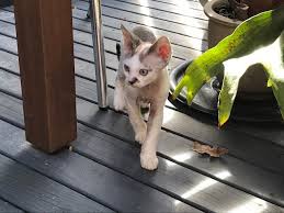 It's free to post an ad. Kittens Loriendale Devons