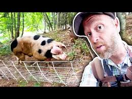 Setting the Pigs Up to Clear An Acre of Forest