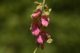 Image result for Indigofera schimperi