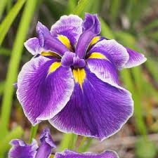 Image result for Eulophia ensata