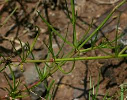 Image result for Kohautia