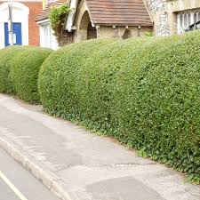 We did not find results for: Privet Ligustrum Ovalifolium