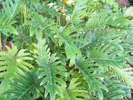 Gardening in the shade may be a challenge, but the solution is the same as it is everywhere else in your landscape — we need the. Xanadu Florida Nursery Mart