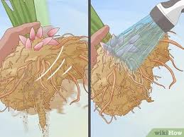 You can also tackle moving peonies in early spring before plants sprout (while they're still dormant). How To Divide And Transplant Peonies 11 Steps With Pictures