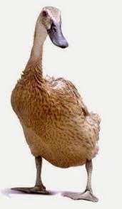 Https Jualayamhias Com Bebek Lokal