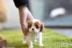 Rolly Teacup Puppies Rolly Pups Inc Teacup Puppies Cute Teacup Puppies Puppies