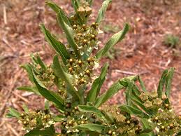 Image result for Xysmalobium