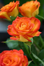Yellow Rose With Orange Tips Fun Playful And Energized This Rose Is Not For Anyone That S Somber Or Boring Beautiful Roses Rose Flower Flowers