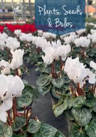 Rosa 'Dunham Massey' (Shrub) 5L