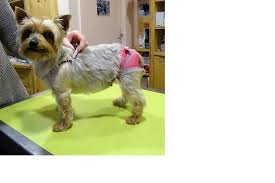 Votre équipe intermarché saint paul sur save. Veterinaire Dr Payriere St Paul Sur Save