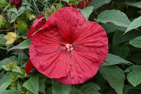 Image result for Hibiscus Red 2016 Vito