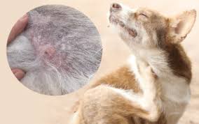 Image result for cuterebriasis in dogs