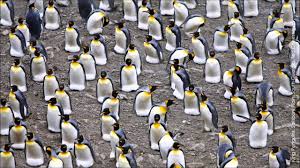 During this time, no matter how hungry he is, or how bad the snow is, he will always protect the eggs and wait for the female penguin to come back. King Penguin American Bird Conservancy