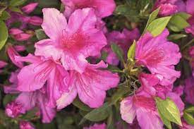 How To Dig Up Old Azalea Bushes Plant Cuttings Azalea Flower Azalea Bush