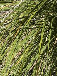 Image result for Nolletia arenosa