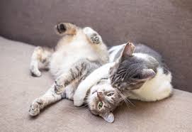 Play fighting is a normal healthy behaviour in which cats will chase each other, roll around and strike each other with their paws. Are My Cats Playing Or Fighting Cuteness Cat Behavior Cat Playing Cats