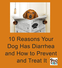 10 Reasons Your Dog Has Diarrhea And How To Prevent And Treat It Dog Has Diarrhea Liquid Stool How To Cure Diarrhea