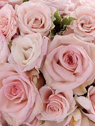 Soft pink and white wedding bouquets. Soft Pink Rose Orchid Bridal Bouquet